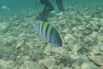 Obraz premium Fish swimming in the Red Sea, colorful fish, Eilat Israel 