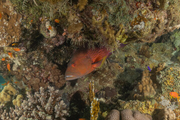 Fish swimming in the Red Sea, colorful fish, Eilat Israel
