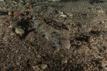 Fish swimming in the Red Sea, colorful fish, Eilat Israel
