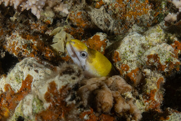 Moray eel Mooray lycodontis undulatus in the Red Sea, Eilat Israel
