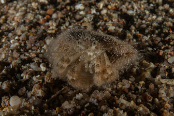 Hermit Crab in the Red Sea Colorful and beautiful, Eilat Israel