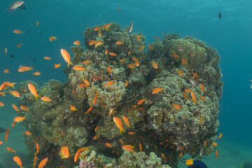 Coral reef and water plants in the Red Sea, Eilat Israel
