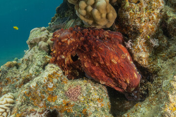 Fototapeta premium Octopus king of camouflage in the Red Sea, Eilat Israel 
