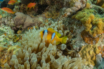 Clown-fish anemonefish in the Red Sea Colorful and beautiful, Eilat Israel
