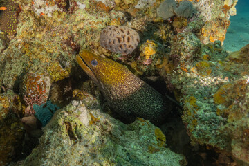 Moray eel Mooray lycodontis undulatus in the Red Sea, Eilat Israel
