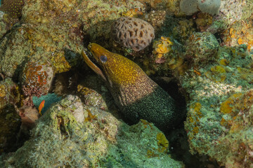 Moray eel Mooray lycodontis undulatus in the Red Sea, Eilat Israel
