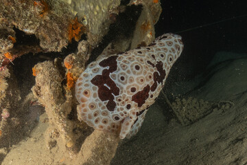 Nudibranch Sea Slug in the Red Sea, Colorful and beautiful, Eilat, Israel
