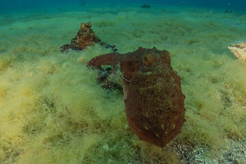 Octopus king of camouflage in the Red Sea, Eilat Israel 
