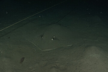 Blue-spotted stingray On the seabed in the Red Sea Eilat, Israel
