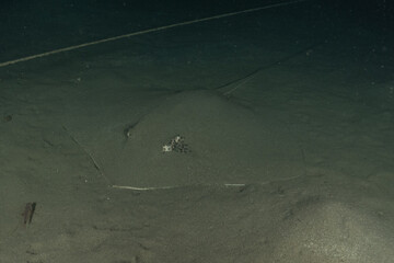 Blue-spotted stingray On the seabed in the Red Sea Eilat, Israel

