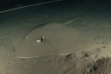 Blue-spotted stingray On the seabed in the Red Sea Eilat, Israel
