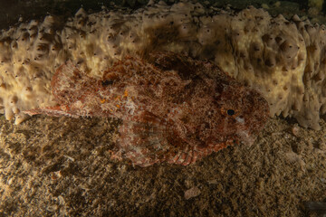 Fish swimming in the Red Sea, colorful fish, Eilat, Israel
