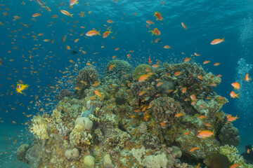 Coral reef and water plants in the Red Sea, Eilat Israel
