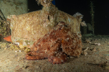 Octopus king of camouflage in the Red Sea, Eilat Israel 
