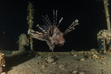 Lionfish (Pterois miles) in the Red Sea, colorful fish, Eilat, Israel
