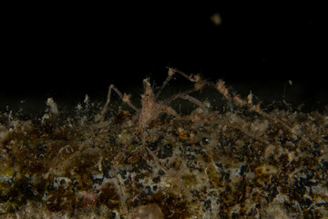 Crab in the Red Sea Colorful and beautiful, Eilat Israel