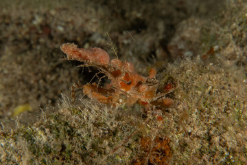 Crab in the Red Sea Colorful and beautiful, Eilat Israel