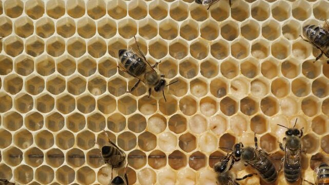Eggs and larvae in honeycombs.  Beginning of the season. Harmonious development of the bee colony.