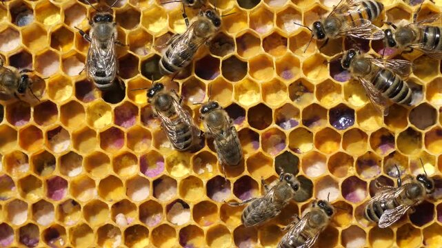 Close up pollen in honeycombs.  
The color of pollen depends on how it is taken from the flowers.