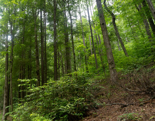 Obraz premium Tall tree in the forest