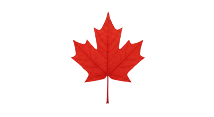Red canada maple leaf illustration on black background for canadian symbol and design element needs on transparent background