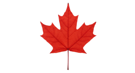 Red maple leaf canada day celebration canadian symbol autumn foliage fall season nature background image on transparent background