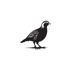 Chukar Partridge Silhouette Vector Design – Elegant Game Bird Artwork Featuring Distinctive Stripes, Bold Stance, Minimal Black Outline Style Perfect for Nature Prints, Logos, and Decor
