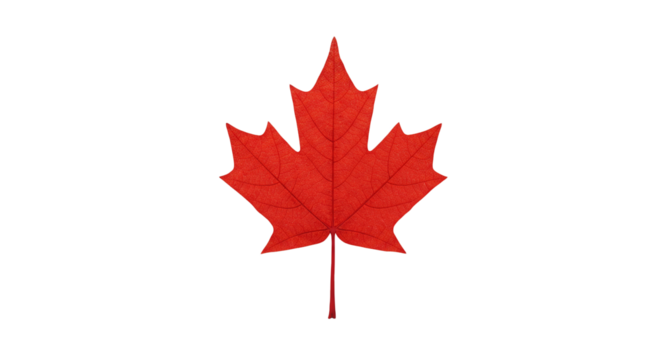 Red canada maple leaf illustration on black background for canadian symbol and design element needs on transparent background