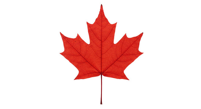 Red maple leaf canada day celebration canadian symbol autumn foliage fall season nature background image on transparent background