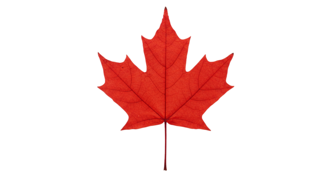 Red maple leaf canada day celebration canadian symbol autumn foliage fall season nature background image on transparent background - Powered by Adobe