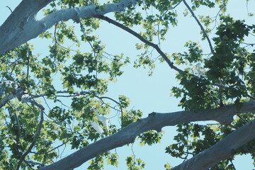 egrets on the tree