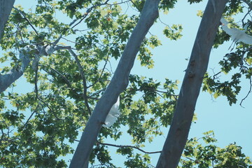 Fototapeta premium egrets on the tree