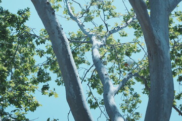 egrets on the tree