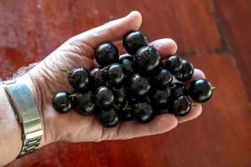 Beautiful and juicy ripe jabuticaba fruits in fine detail