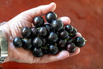 Beautiful and juicy ripe jabuticaba fruits in fine detail