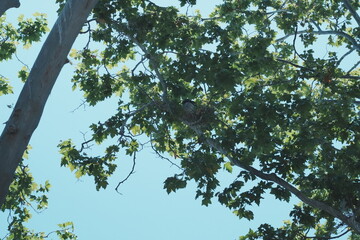 egrets on the tree