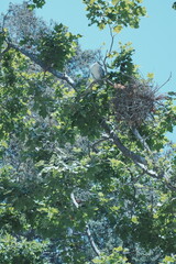 egrets on the tree
