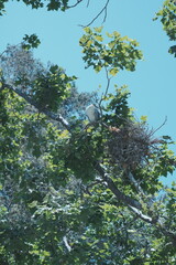 egrets on the tree