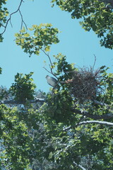 egrets on the tree