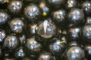 Beautiful and juicy ripe jabuticaba fruits in fine detail
