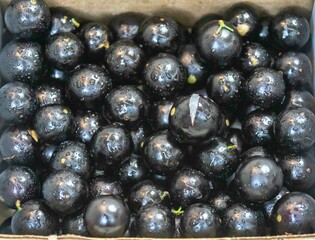 Beautiful and juicy ripe jabuticaba fruits in fine detail
