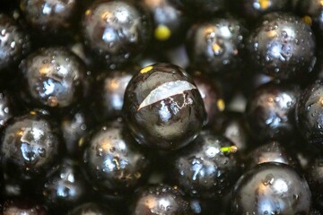 Beautiful and juicy ripe jabuticaba fruits in fine detail