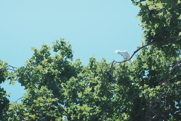 egrets on the tree