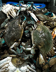 crabs on the market
