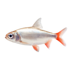 A silver fish with orange fins swims against a transparent background  a detailed profile view
