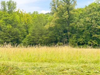 Fotobehang landscape with green grass © hkyet