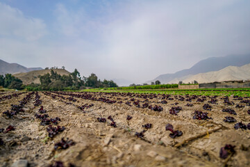 Fototapeta premium Field of Purple Lettuce Growing in Rural Valley Landscape