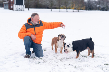 Man enjoys winter day in snowy park with two playful dogs engaging in snowball fun and bonding...