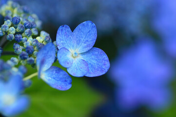 アジサイの花