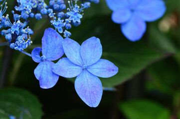 アジサイの花
